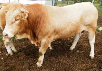 Venta ganado selecto blonda-aquitania